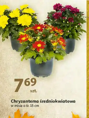 Auchan Chryzantema średniokwiatowa w misie 15 cm 1 SZT oferta