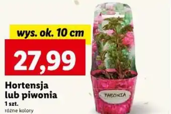 Lidl Hortensja lub piwonia oferta