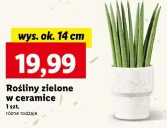 Lidl Rośliny zielone w ceramice oferta