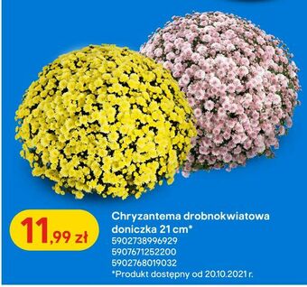 Castorama Chryzantema drobnokwiatowa doniczka 21 cm oferta