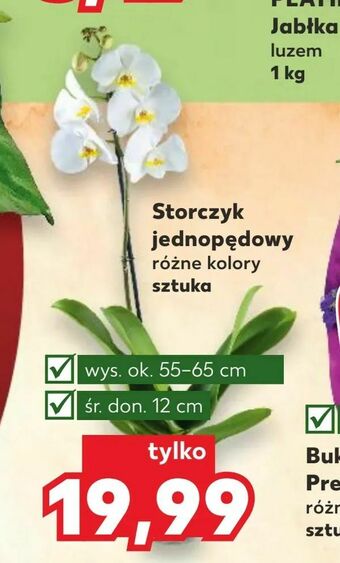 Kaufland Storczyk jednopędowy oferta