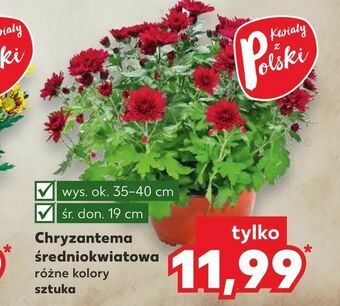 Kaufland Chryzantema średniokwiatowa oferta