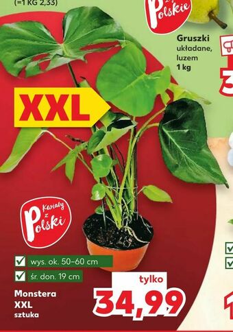 Kaufland Monstera XXL oferta