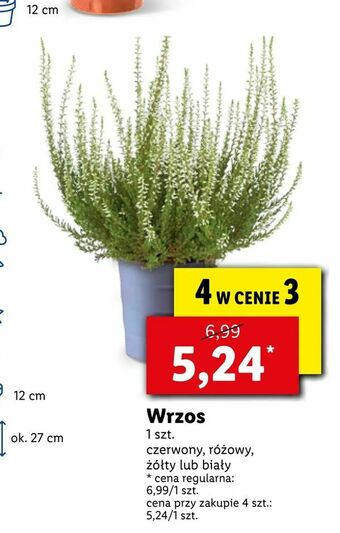 Lidl Wrzos oferta