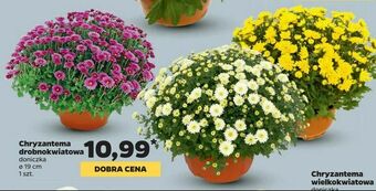 Netto Chryzantema drobnokwiatowa oferta