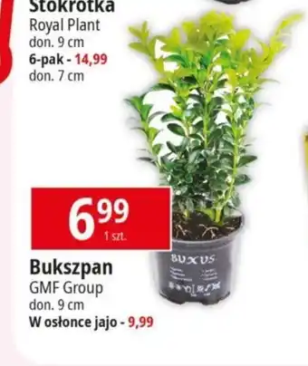 E.Leclerc Bukszpan 1 szt. oferta