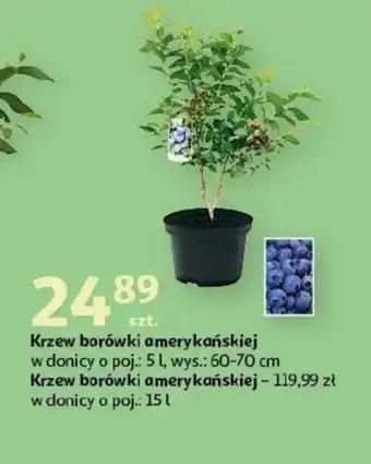 Auchan Krzew borówki oferta