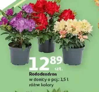 Auchan Rododendron oferta