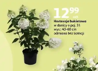 Auchan Hortensja oferta