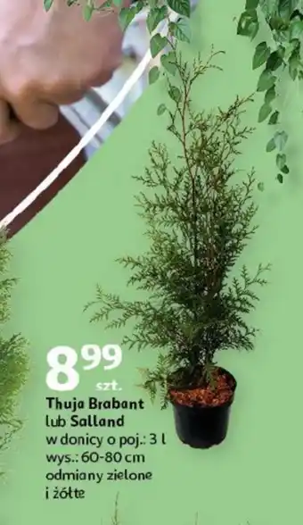 Auchan Thuja oferta