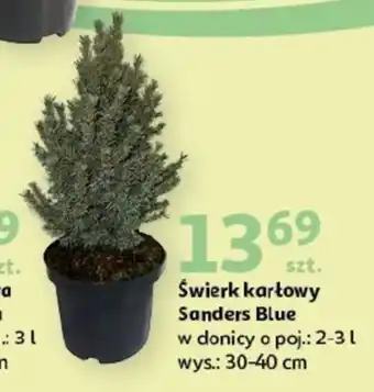 Auchan Świerk Blue oferta
