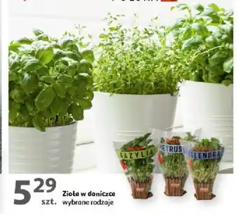 Auchan Zioła w doniczce szt. oferta