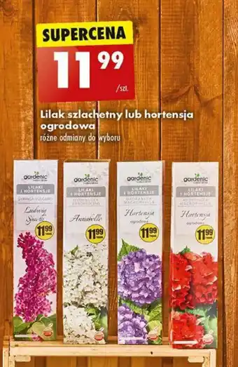 Lilak szlachetny lub hortensja ogrodowa
