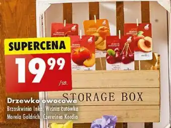 Biedronka Drzewko owocowe oferta