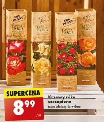 Krzewy róże szczepione