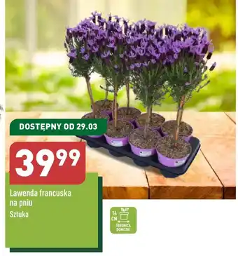 ALDI Lawenda S! oferta