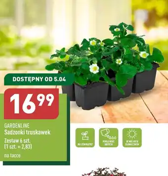 ALDI Sadzonki truskawek Gardenline oferta