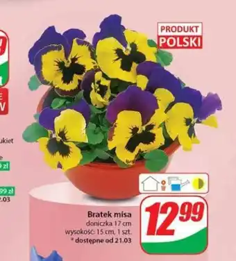 Dino Bratek misa 1 szt. oferta