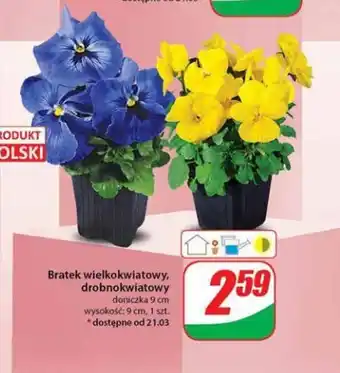 Dino Bratek wielkokwiatowy, drobnokwiatowy 1 szt. oferta