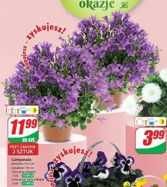 Dino Campanula szt. oferta