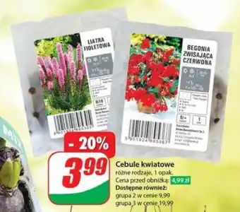 Cebule kwiatowe