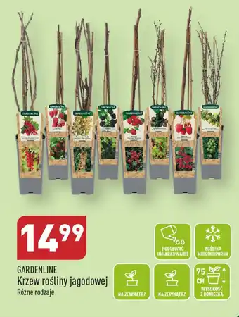 ALDI GARDENLINE Krzew rośliny jagodowej oferta