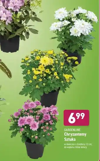 ALDI Chryzantemy 1szt. oferta