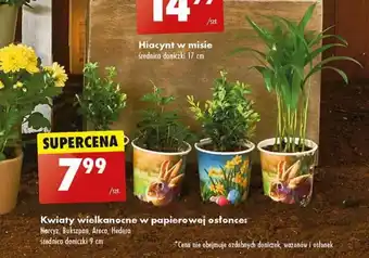 Biedronka Kwiaty wielkanocne w papierowej ostonce oferta