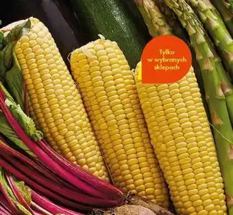 Biedronka Kukurydza kolba oferta