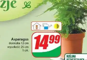 Dino Asparagus 1 SZT oferta