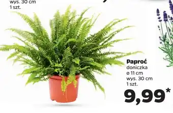 Netto Paproć don. 11 cm 1 SZT oferta