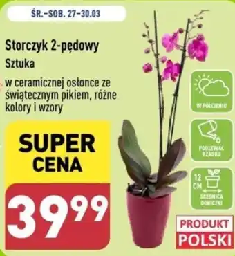 ALDI Storczyk 2 pędowy oferta