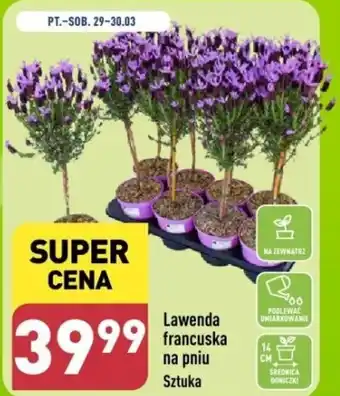 ALDI Lawenda francuska na pniu oferta