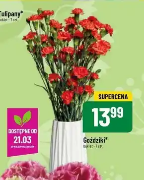 Polomarket Goździki oferta