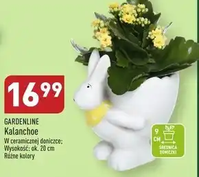 ALDI Kalanchoe Gardenline oferta