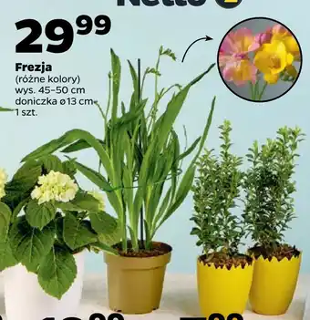 Netto Frezja oferta