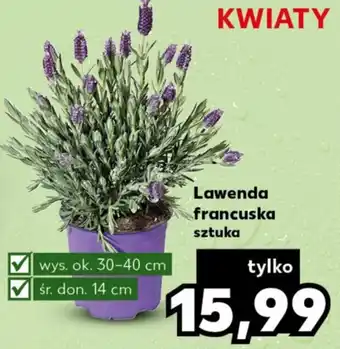 Kaufland Lawenda francuska szt. oferta