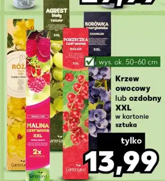 Krzew owocowy lub ozdobny XXL szt.