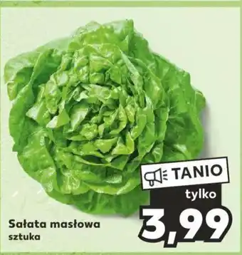 Kaufland Sałata masłowa oferta