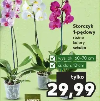 Kaufland Storczyk 1-pędowy szt. oferta