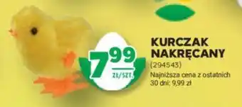 Stokrotka KURCZAK NAKRĘCANY oferta