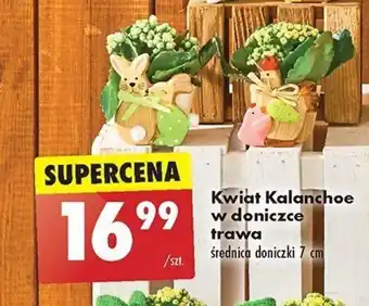 Biedronka Kwiat Kalanchoe w doniczce trawa oferta