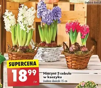 Biedronka Hiacynt 3 cebule w koszyku szt. oferta