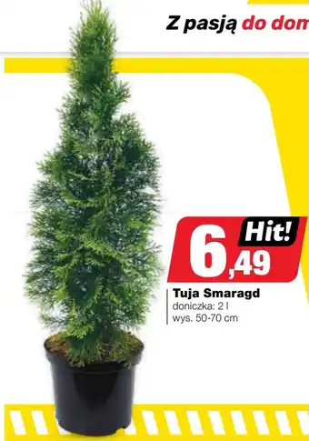 Bricomarche Tuja oferta