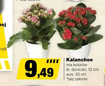 Bricomarche Kalanchoe oferta