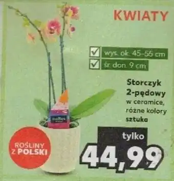 Kaufland Storczyk 2-pędowy szt. oferta