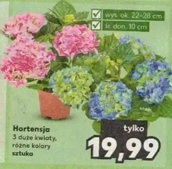 Kaufland Hortensja szt. oferta