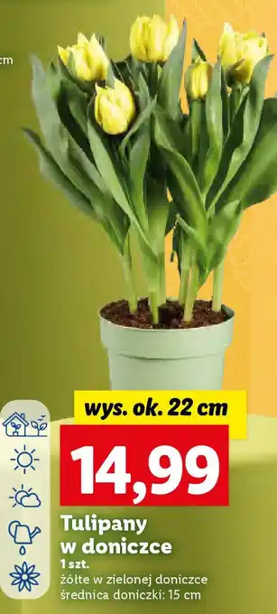 Lidl Tulipany w doniczce oferta