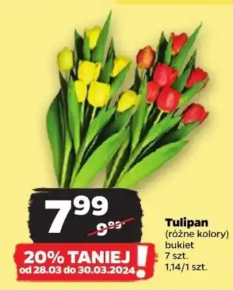 Netto Tulipan oferta