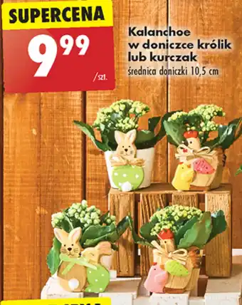 Biedronka Kalanchoe oferta